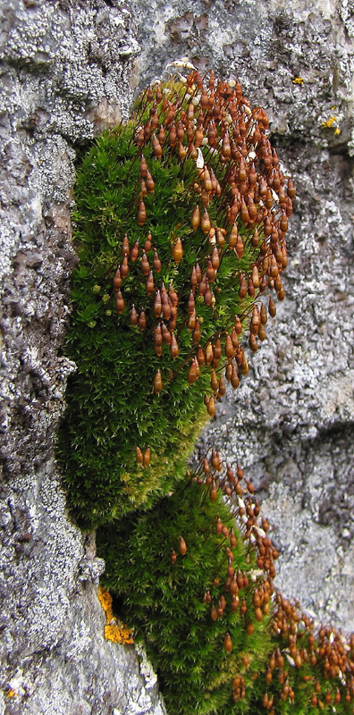 Bryum algovicum